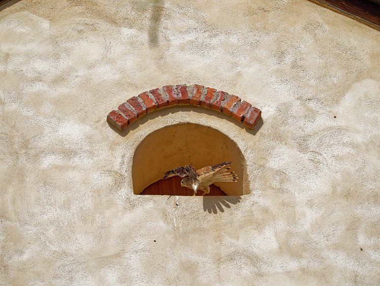 Kestel in the Vosges